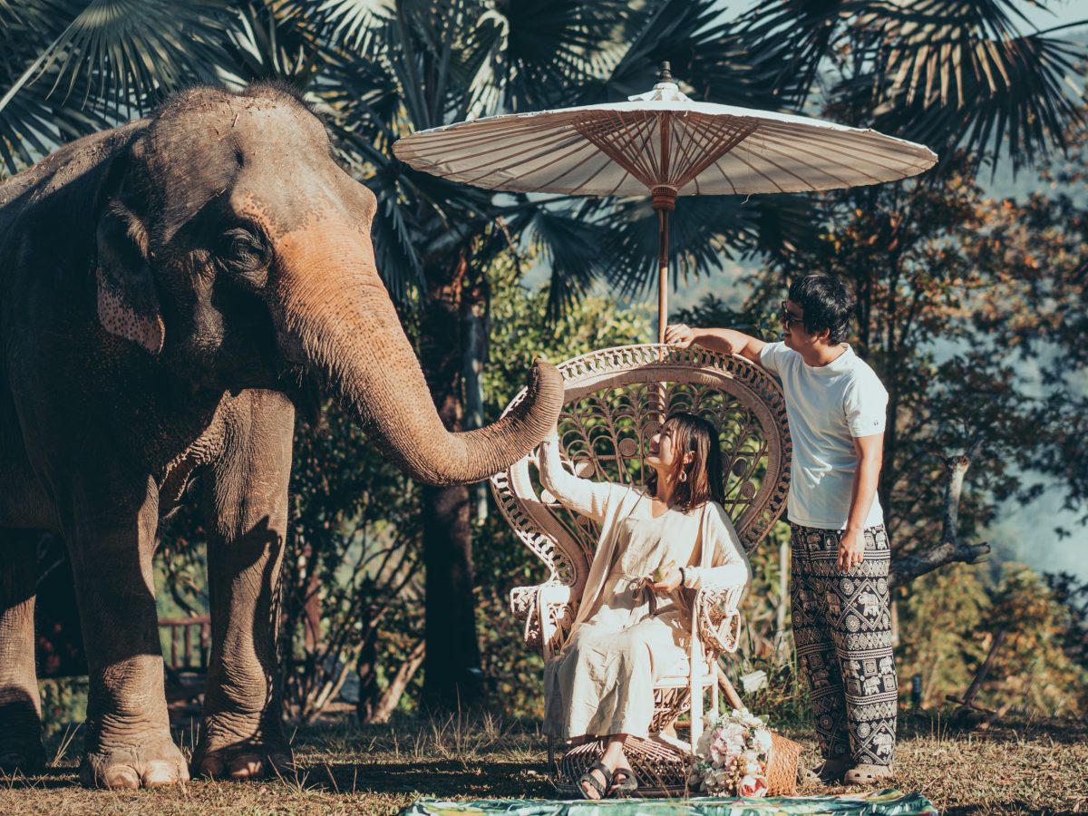 清迈大象营 | Chai Lai&nbsp;Orchid