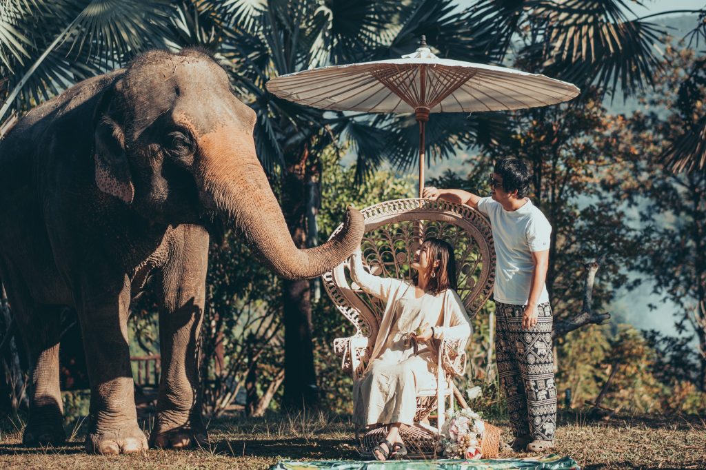 清迈大象营 | Chai Lai&nbsp;Orchid